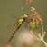 Sympetrum - femelle