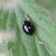 Harmonia axiridis