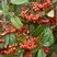 Cotoneaster