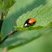 Coccinelle asiatique