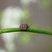 Graphosoma italicum