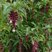 Leycesteria formosa - Arbre aux faisans