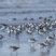 Bécasseaux sanderling