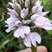 Dactylorhiza maculata ssp. maculata