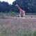 Girafe