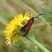 Zygaena sp.