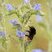 Bombus sp. sur une Vipérine