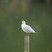 Mouette sp.