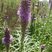 Plume du Kansas (Liatris spicata)