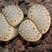 Lithops