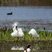 Spatule blanche et Aigrette garzette