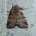 Luperina testacea - Noctuelle