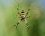 Argiope frelon