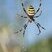 Argiope fasciée