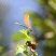 Calopteryx splendens - femelle