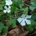 Petite pervenche blanche - Vinca minor alba.