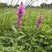 Salicaire commune, Lythrum salicaria L.