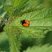 Coccinelle asiatique