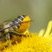 Megachilidae sp.