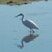 Héron blanc (ou grande aigrette - ardea alba)