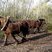 Rotation des chevaux pendant le débardage