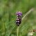 Muscari à toupet