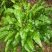 Scolopendre Asplenium scolopendrium