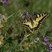 Le machaon