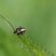 Liocoris sp. ?