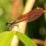 Calopteryx virgo