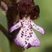 Orchis pourpre