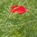 Coquelicot