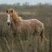 Cheval camarguais