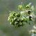 Euphorbe characias