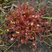 Drosera rossolis