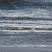 Bécasseaux sanderling - sous réserve