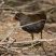 Gallinule poule d'eau - femelle