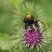 Bombus sp. sur fleur de Bardane