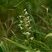 Platanthera sp.