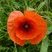 Coquelicot