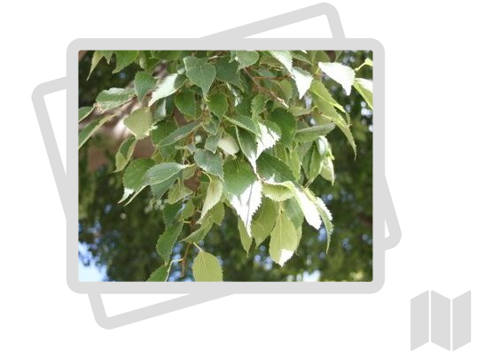 Arbres remarquables du Jardin des Plantes de Montpellier