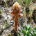 Orobanche du panicaut