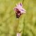 Ophrys abeille