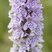 Dactylorhiza maculata - Orchis tacheté - sous réserve