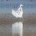 Grande aigrette