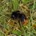 Bombus is dead