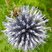 Boule azurée (Echinops sphaerocephalus)