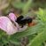 Bombus lapidarius