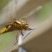 Libellula fulva