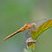 Sympetrum obstrusum (1)